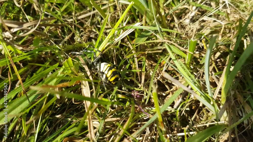 Following a wasp spider through the grass, also called Argiope bruennichi Following a wasp spider through the grass, also called Argiope bruennichi