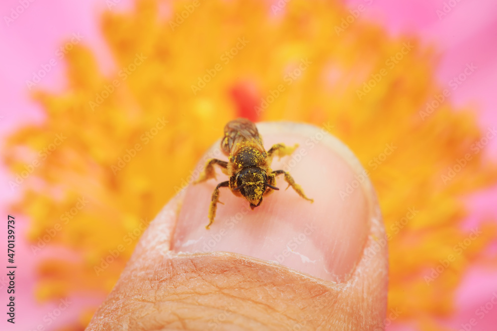 Obraz premium Bees gather honey on peony flowers, North China