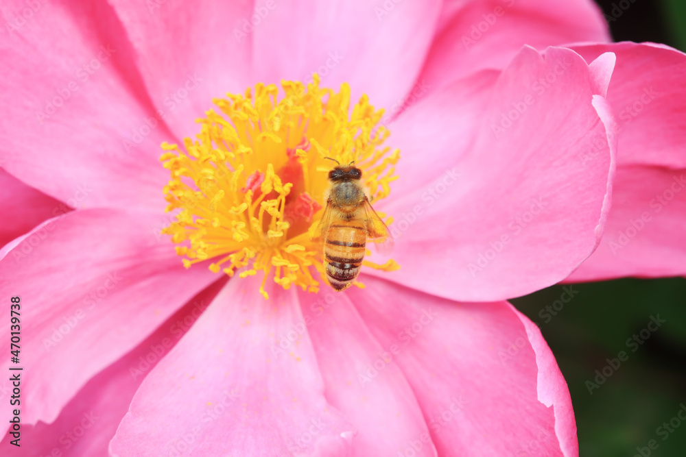 Bees gather honey on peony flowers, North China Bees gather honey on peony flowers, North China