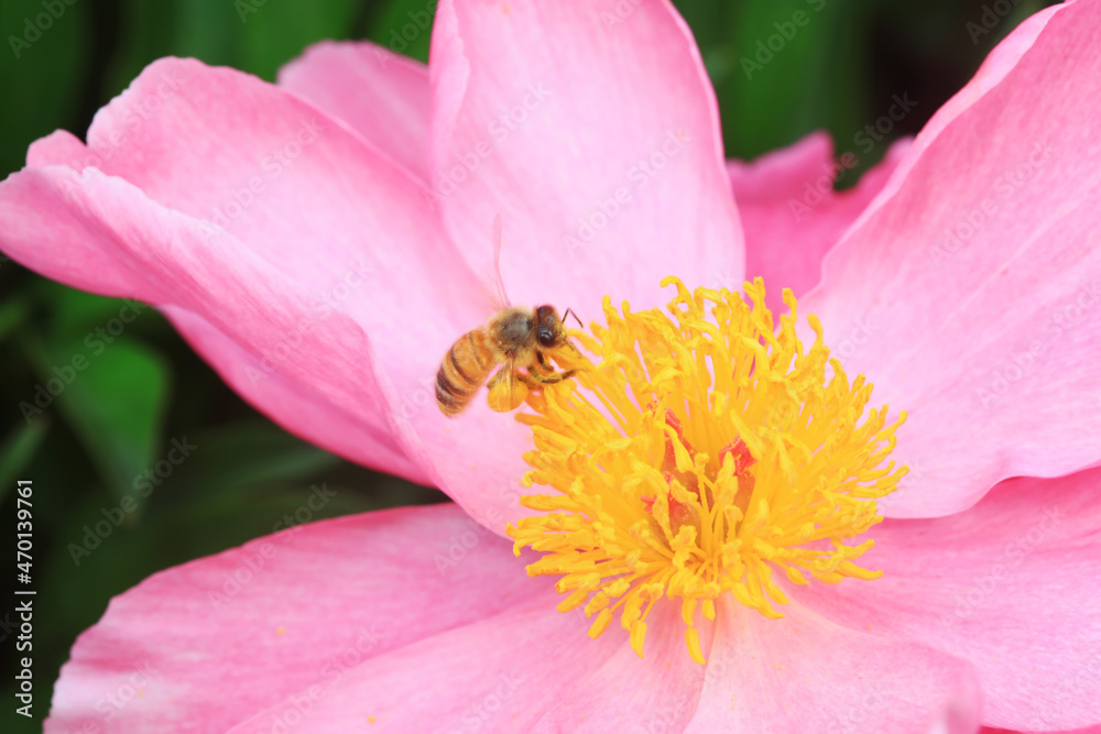 Bees gather honey on peony flowers, North China Bees gather honey on peony flowers, North China