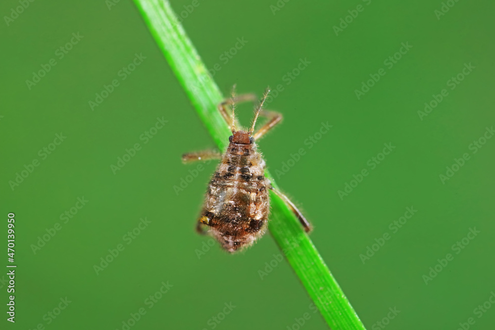 Fototapeta premium Aphids in the wild, North China