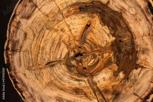 cross section of tree trunk