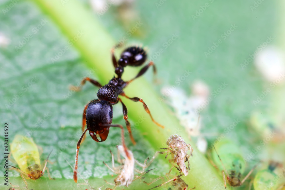 Aphids in the wild, North China Aphids in the wild, North China