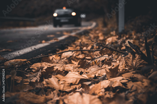 road in the forest in autumn
