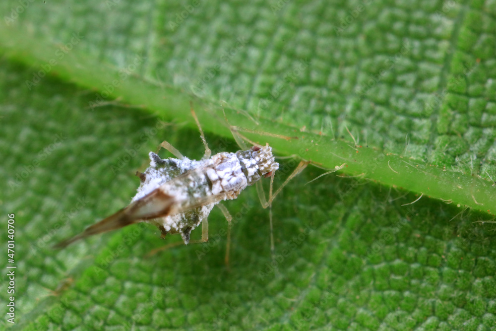 Fototapeta premium Aphids in the wild, North China