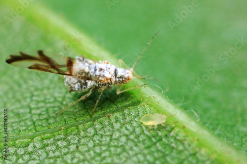 Aphids in the wild, North China