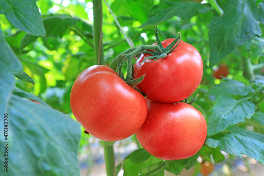 Ripe tomatoes are on the farm, North China