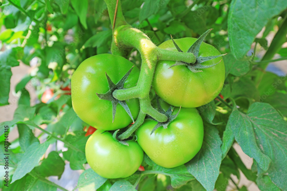 Immature tomatoes are on the farm, North China