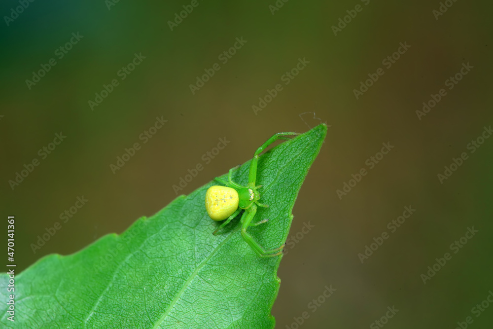 Spiders in the wild, North China Spiders in the wild, North China