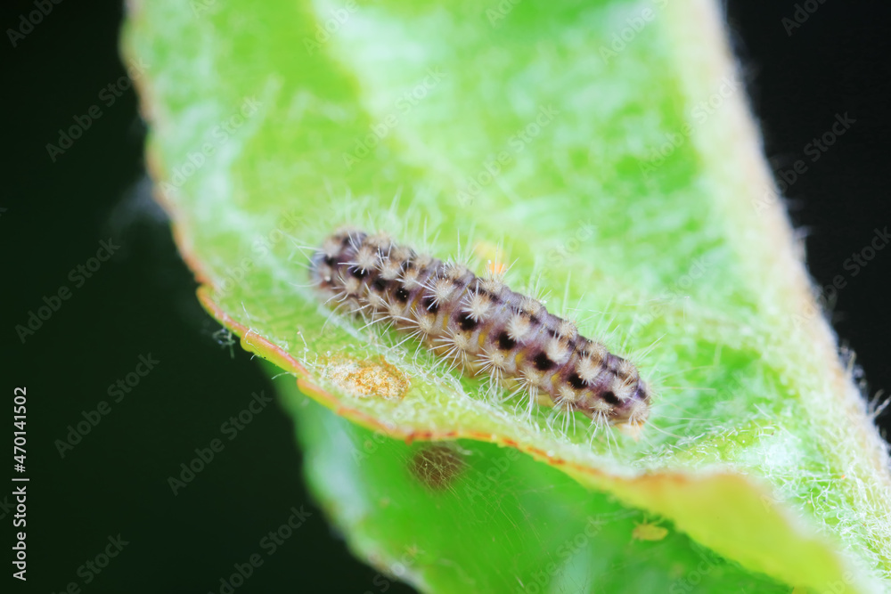 Fototapeta premium Lepidoptera larvae in the wild, North China