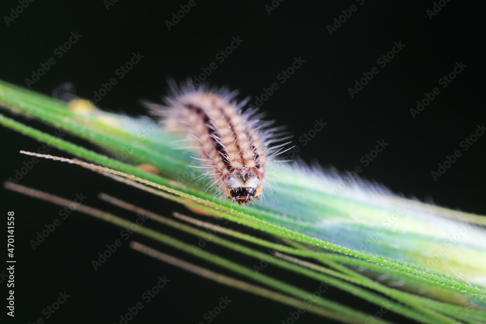 Fototapeta premium Lepidoptera larvae in the wild, North China