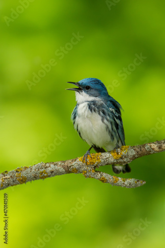 Cerulean Warbler adult male taken in southern MN