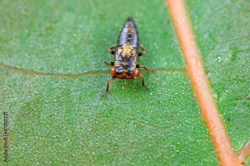 Leaf cicada on wild plants, North China photo