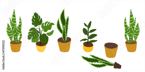 set of different plants in flowerpots. home flowers in pots. 
Sansevieria, Monstera, Ficus.