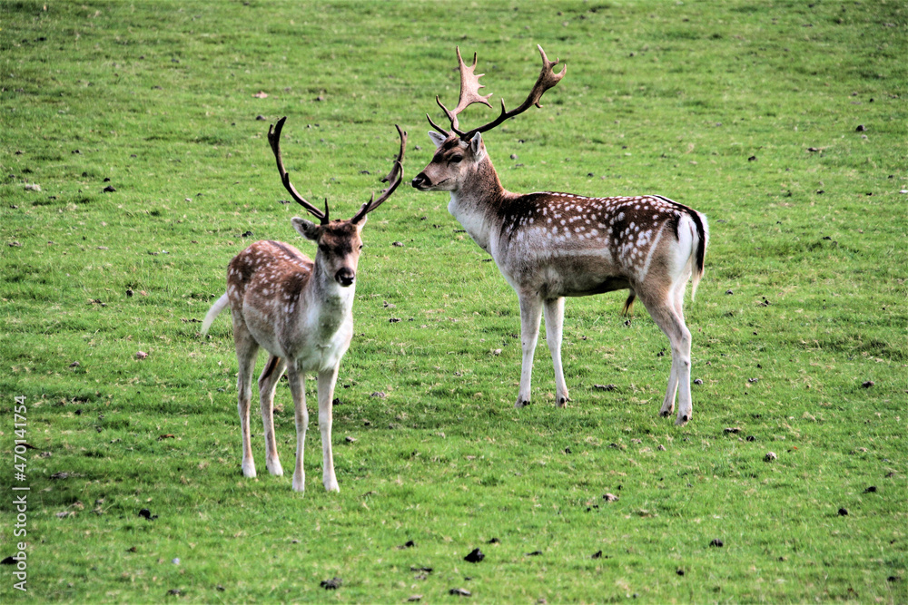 A view of a Pair of Fallow Deer A view of a Pair of Fallow Deer