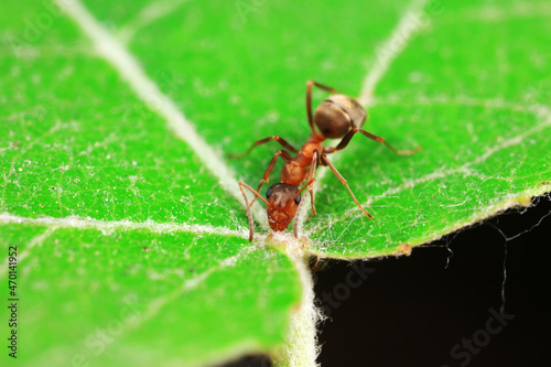 Ants in the wild, North China © zhang yongxin