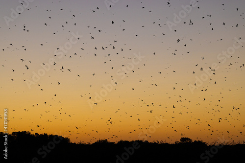 Purple Martin roost at sunset taken in central MN