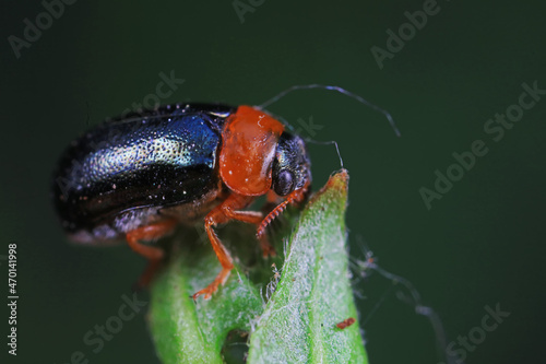Leaf beetle on wild plants, North China