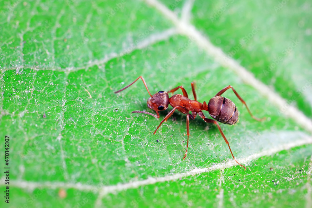 Ants in the wild, North China Ants in the wild, North China