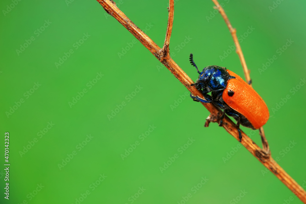 Naklejka premium Leaf beetle on wild plants, North China