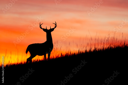 White-tailed Deer at sunrise taken in North Dakota
