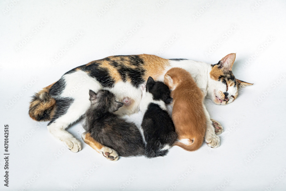 Mother cat is Nursing a 4 Day Old Kitten in White Background