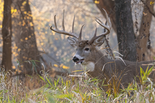 White-tailed Deer rut taken in southern MN © Stan