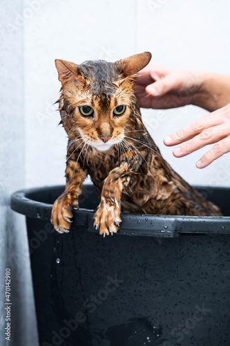 Funny wet cat. Bath or shower to Bengal breed cat. Pet hygiene concept. 