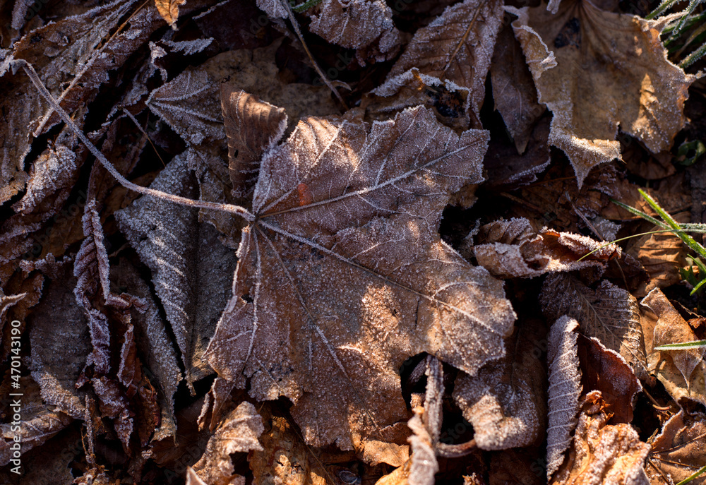 Frosted dry autumn leaves. Brown november leaves under frost.
