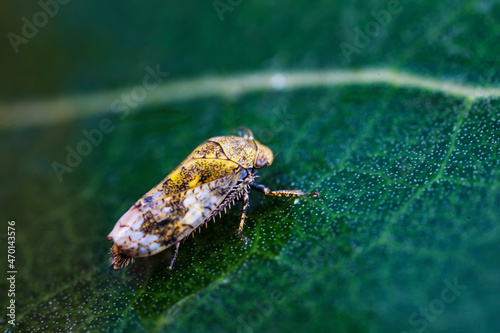 Leaf cicada on wild plants, North China photo