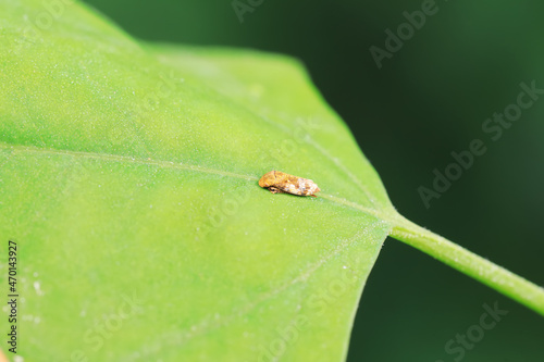 Leaf cicada on wild plants, North China