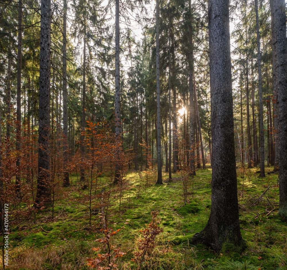 Obraz premium Wald mit sonne und Aufforstung im November in Thüringen, Deutschland