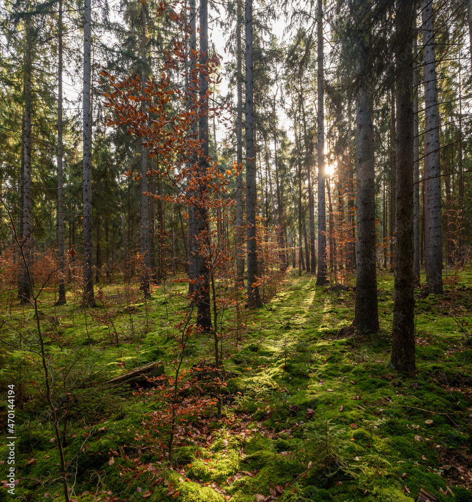 Wald mit sonne und Aufforstung im November in Thüringen, Deutschland Wald mit sonne und Aufforstung im November in Thüringen, Deutschland