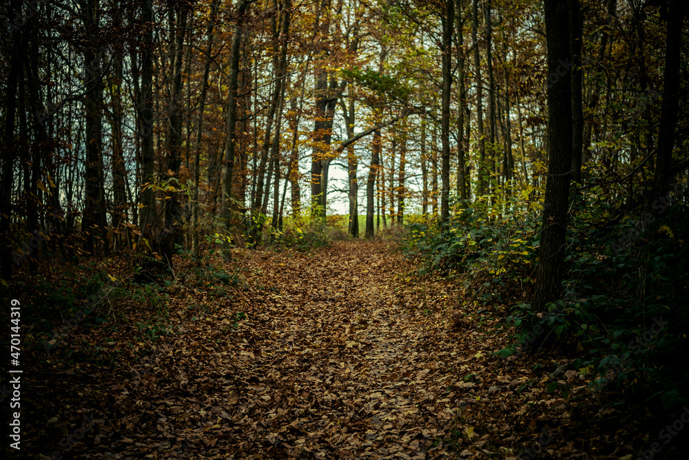 mystical mood in the autumn forest