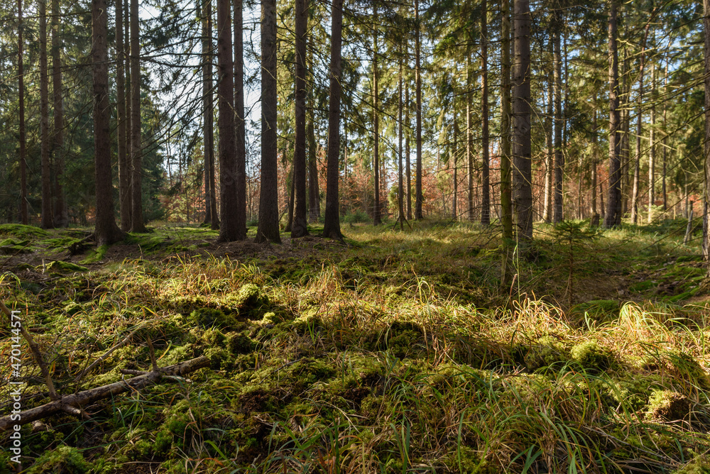 Fototapeta premium Fichten Wald mit Sonne im November in Thüringen, Deutschland