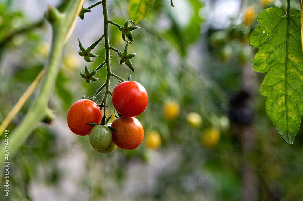 bunches of ripe tomatoes in a greenhouse, tomatoes ripen on a branch in the hothouse, closeup