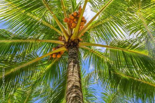 Palm tree on a blue sky  tropical island background. Travel holiday island nature card. Palm tree leaf on sky background. High quality photo