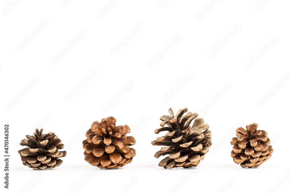 Rrupo de piñas secas aislada sobre un fondo blanco liso. Vista de frente y de cerca. Copy space. Concepto: naturaleza de objeto y Navidad Rrupo de piñas secas aislada sobre un fondo blanco liso. Vista de frente y de cerca. Copy space. Concepto: naturaleza de objeto y Navidad