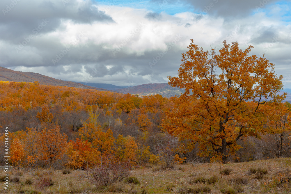 Trees dyed with the colors of autumn. Sierra de Madrid in autumn