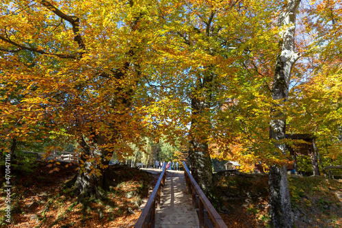 Mighty beech trees in autumn gilding with fallen leaves on the ground. Forest autumn concept. Dovbush Rocks in Bubnyshche - a legendary tourist place, popular with tourists and travelers in Ukraine. photo