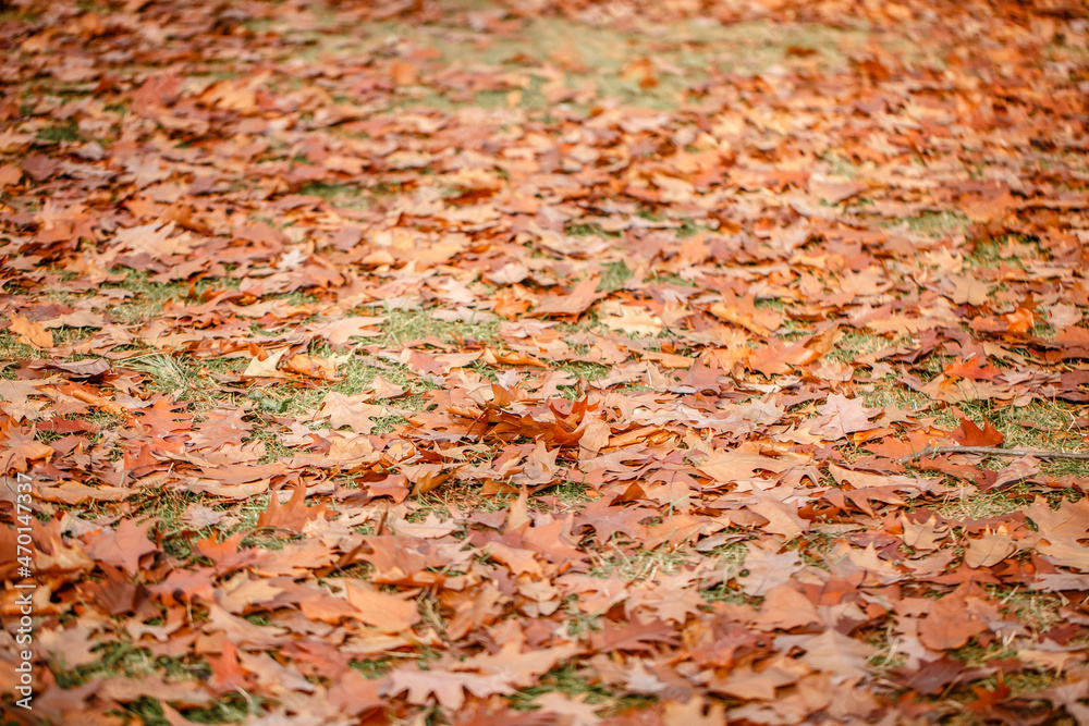 Close-up  of fallen oak leaves outdoors with selective focus