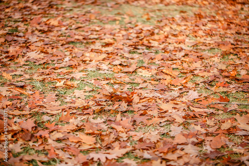 Close-up of fallen oak leaves outdoors with selective focus