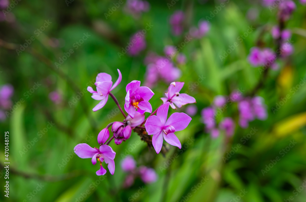 Flowers blooming in the forest, soft focus