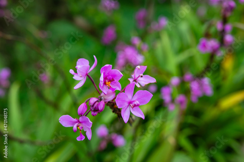 Flowers blooming in the forest, soft focus