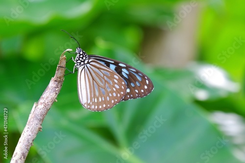 A tropical butterfly sitting on tree branch with blurred green nature background
