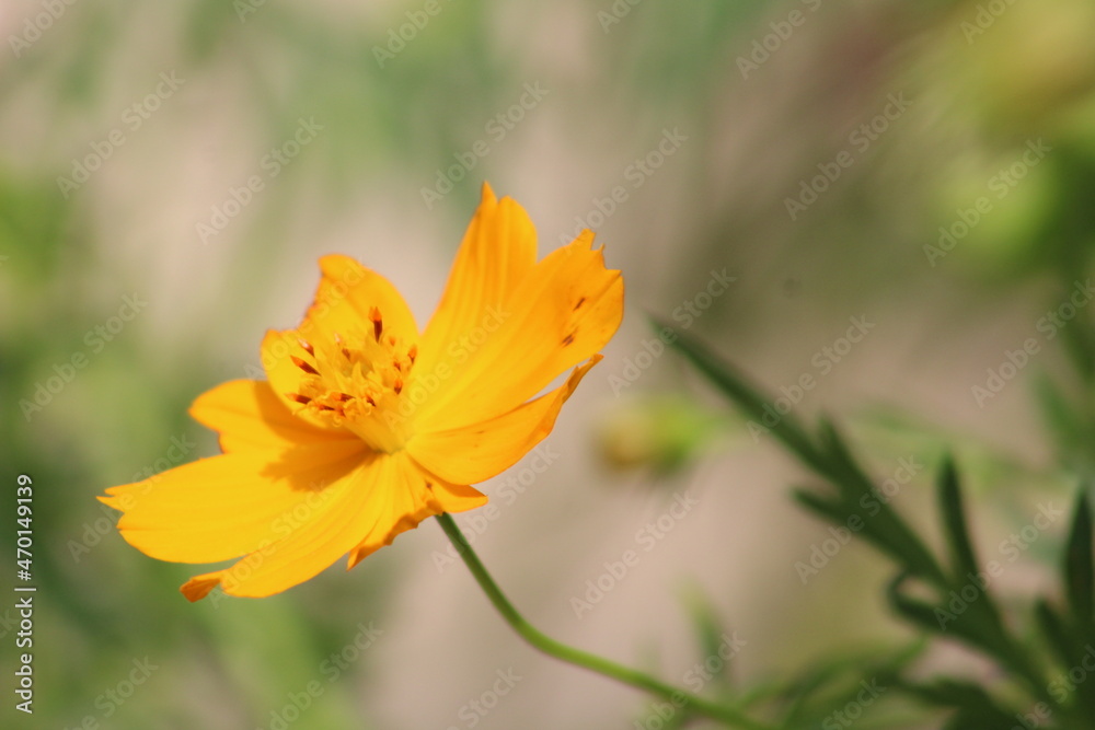 Flower, Background animals natural photography Flower, Background animals natural photography
