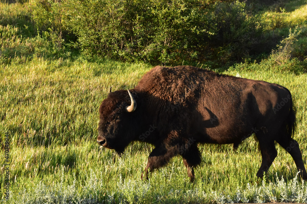 Large American Buffalo Meandering Through a Field