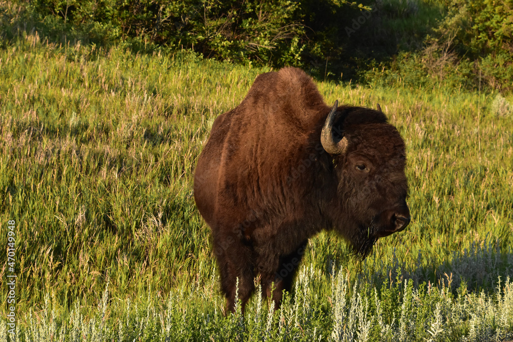 Sun Shining on a Bison in a Meadow