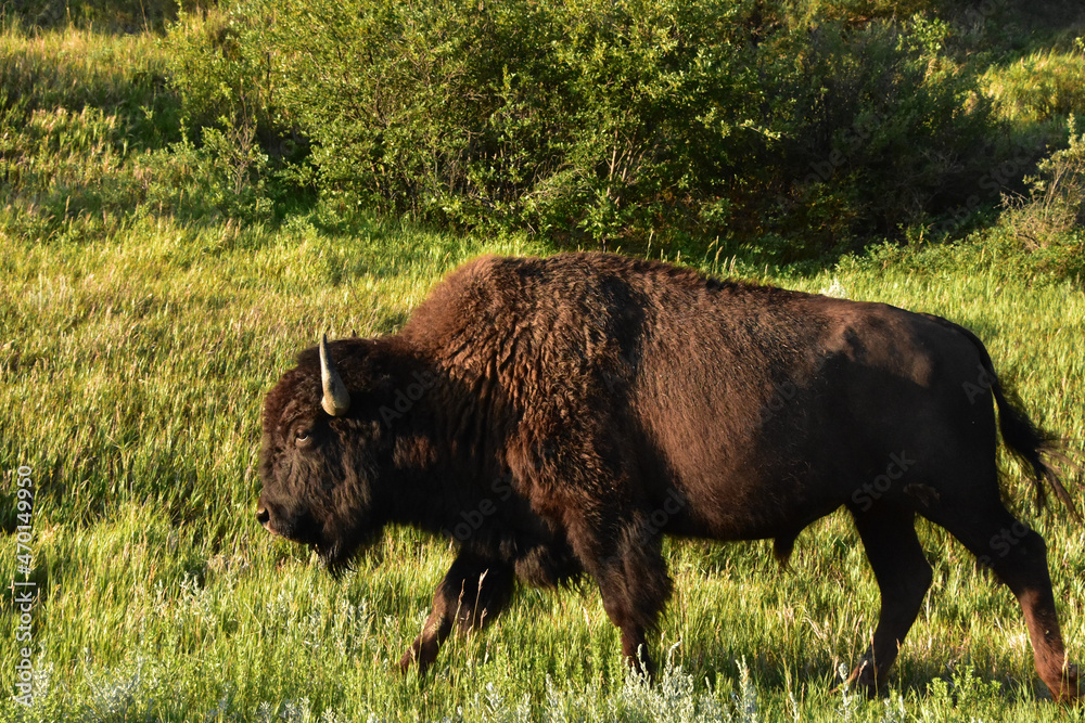 Fluffy American Buffalo Walking through a Grass Meadow
