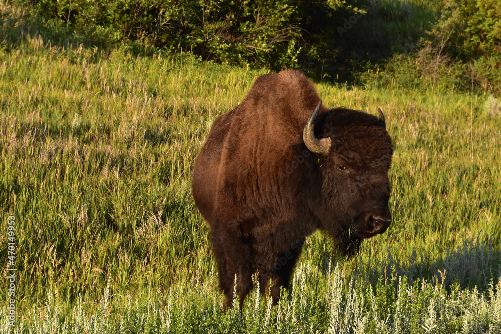 Cautious American Buffalo Standing Still in a Field